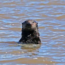 Studying Sea Otters at Elkhorn Slough